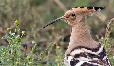 Hoopoe