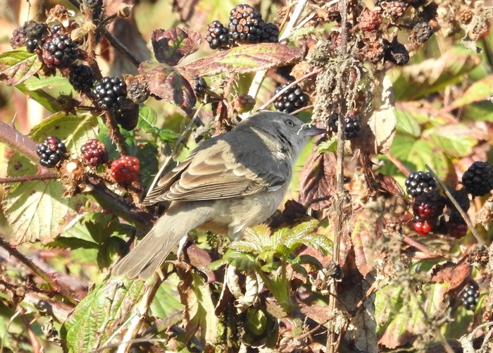 Barred Warbler