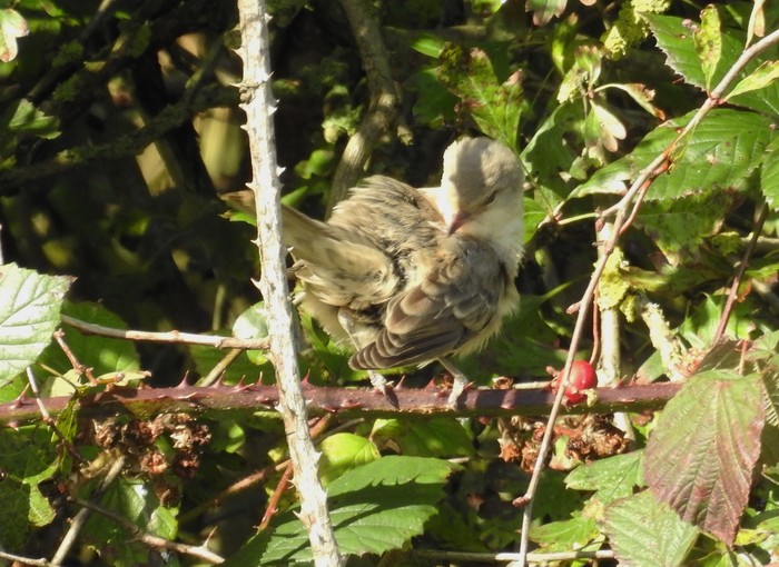 Barred Warbler