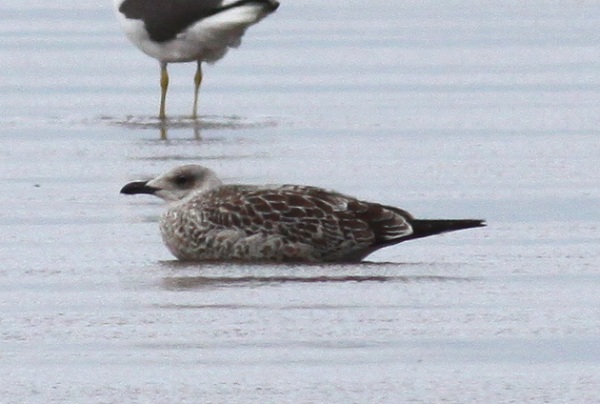Yellow-legged Gull