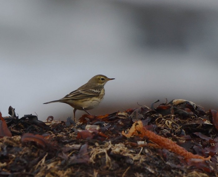 American Buff-bellied Pipit