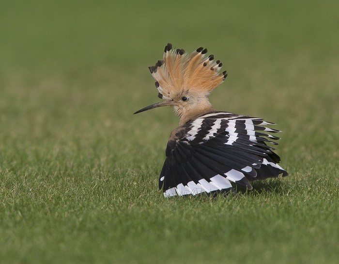 Hoopoe