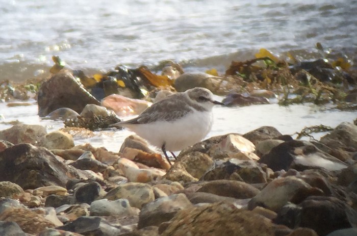 Kentish Plover