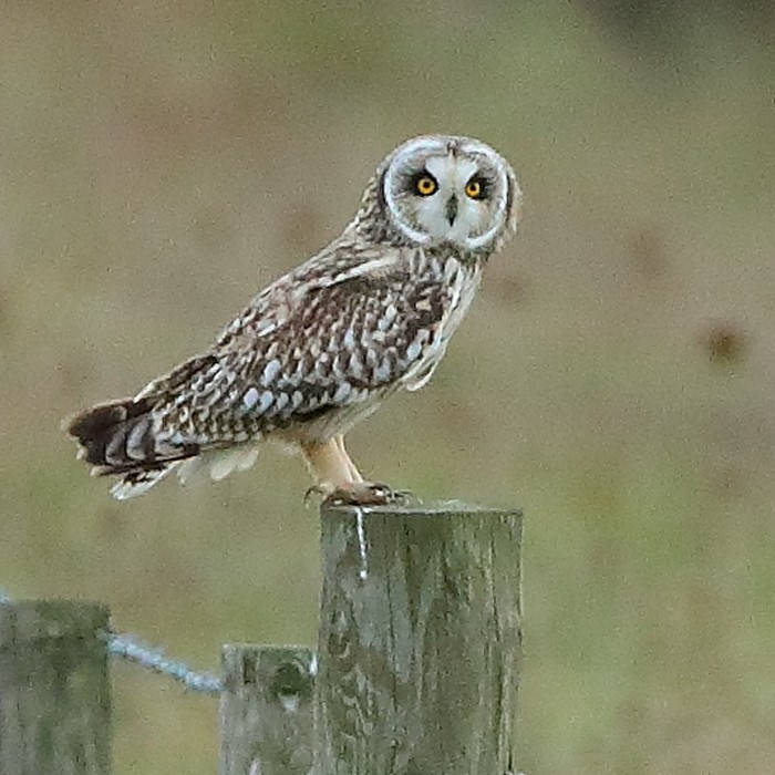 Short-eared Owl