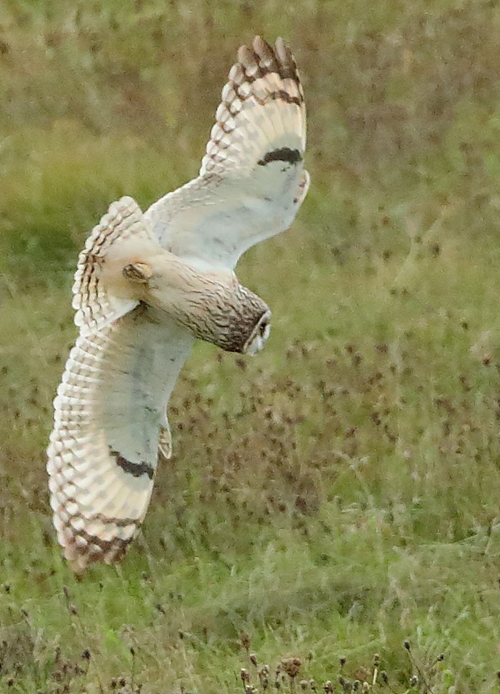 Short-eared Owl