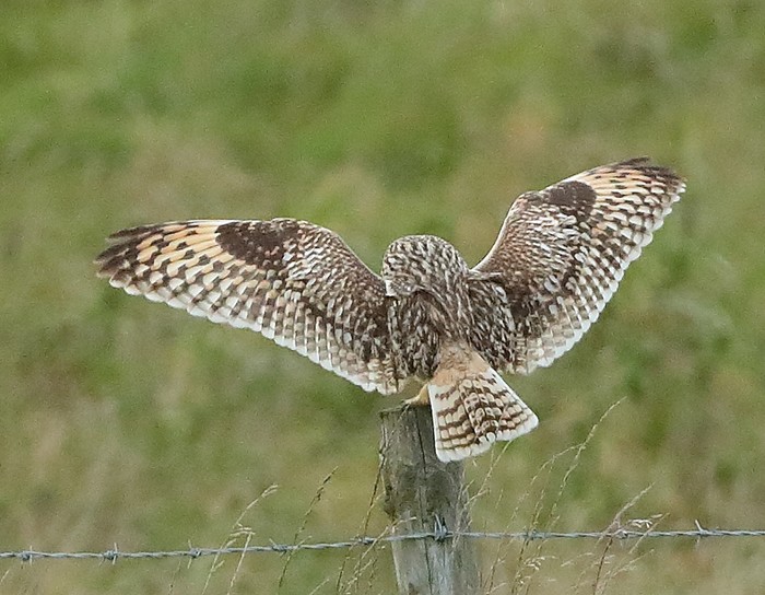 Short-eared Owl