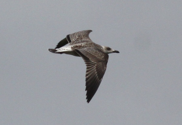 Yellow-legged Gull