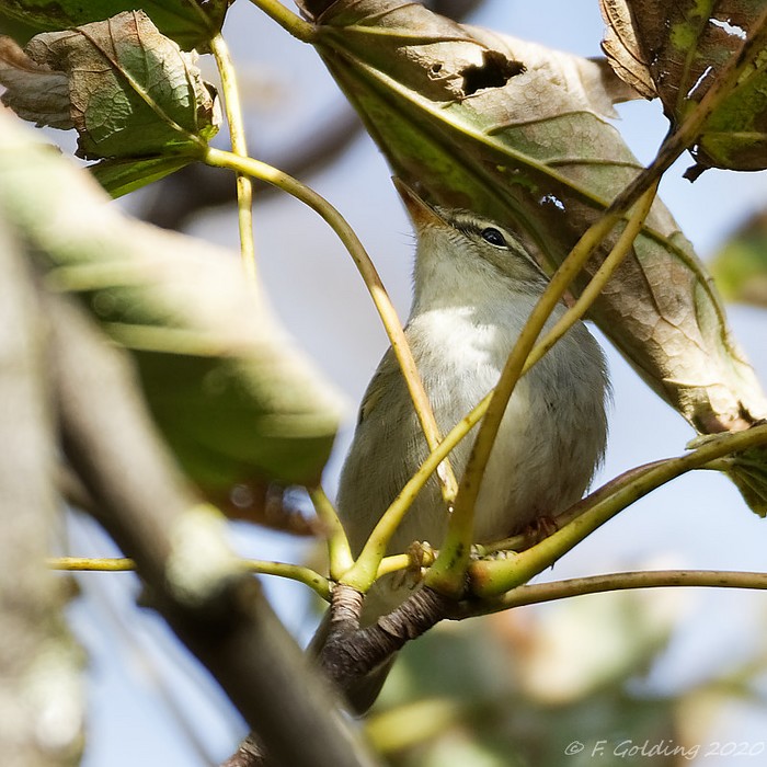 Arctic Warbler