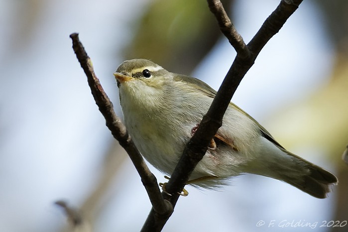 Arctic Warbler