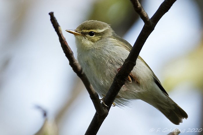 Arctic Warbler
