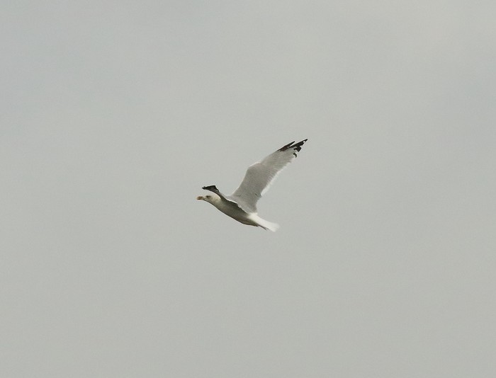 Yellow-legged Gull