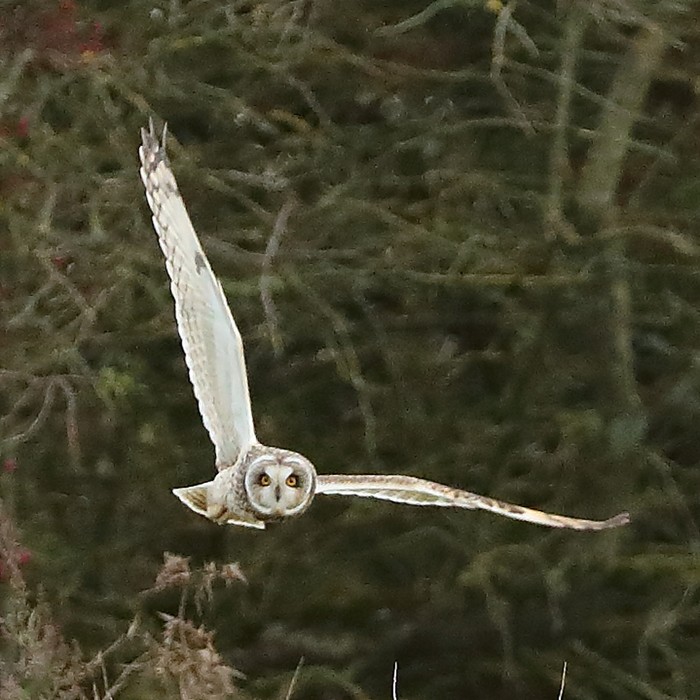 Short-eared Owl