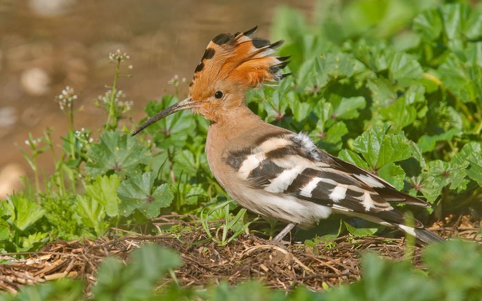 Hoopoe
