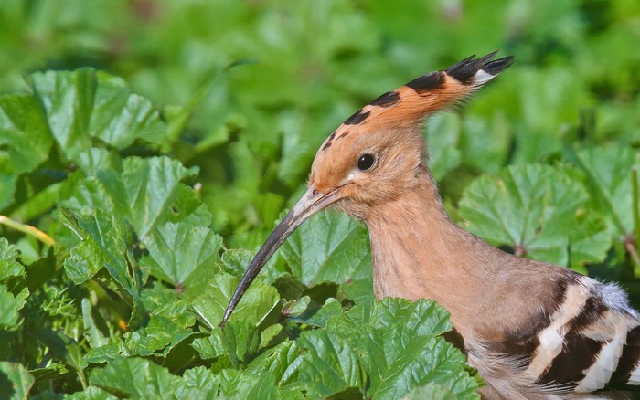 Hoopoe