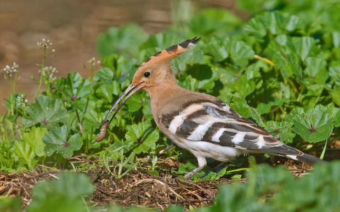 Hoopoe