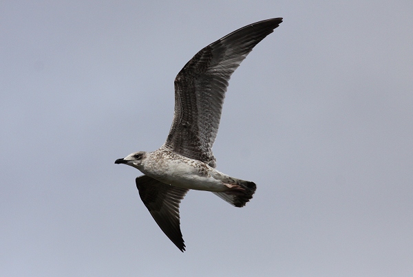 Yellow-legged Gull