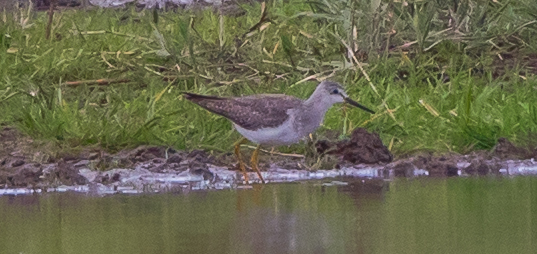 Lesser Yellowlegs
