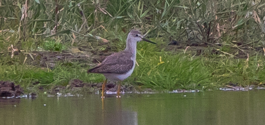 Lesser Yellowlegs