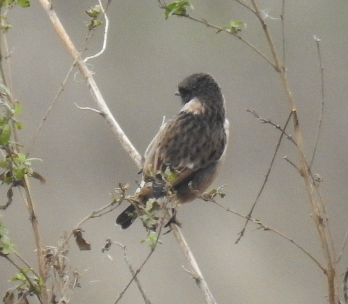 Stonechat