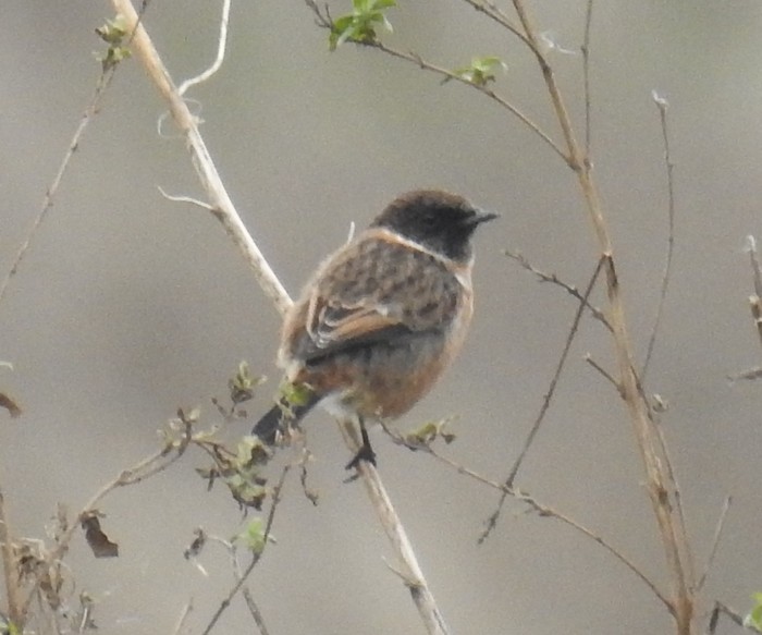 Stonechat
