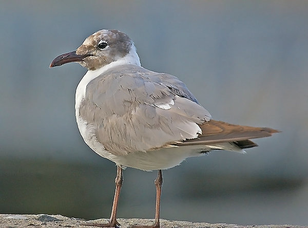 Laughing Gull