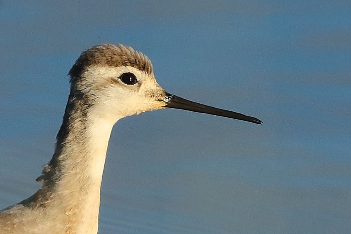 Wilson's Phalarope