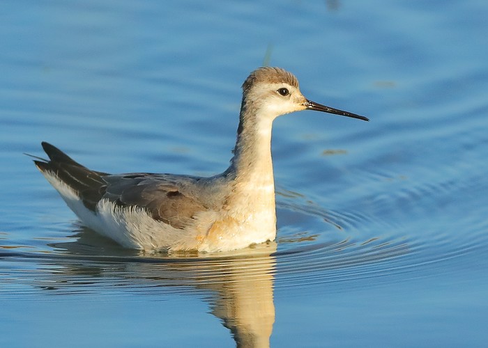 Wilson's Phalarope