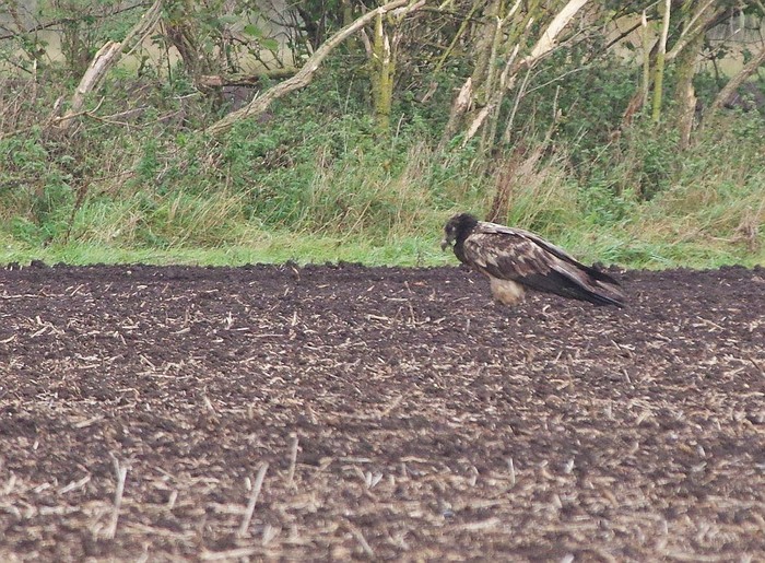 Lammergeier 