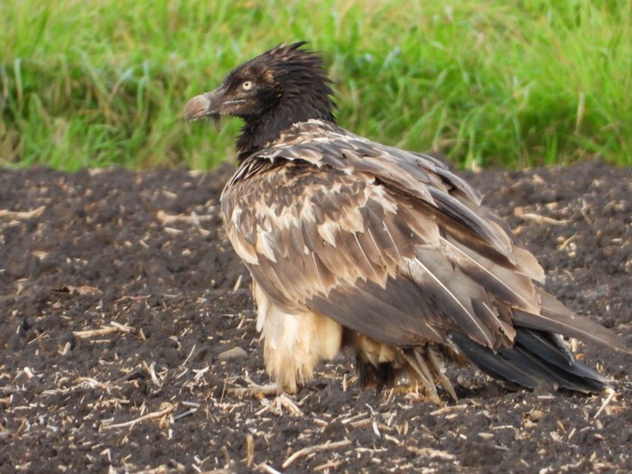 Lammergeier 