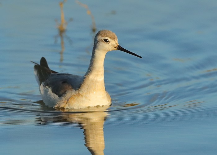 Wilson's Phalarope
