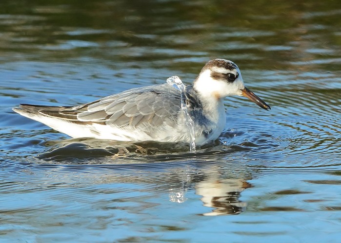 Grey Phalarope