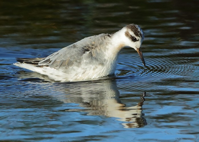 Grey Phalarope