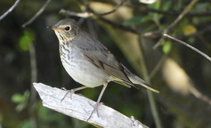 Swainson's Thrush