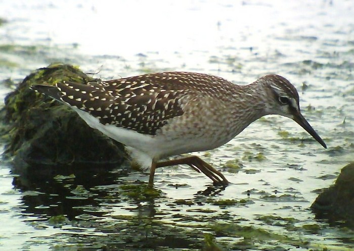Wood Sandpiper
