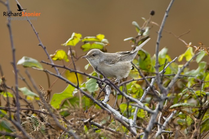 Barred Warbler