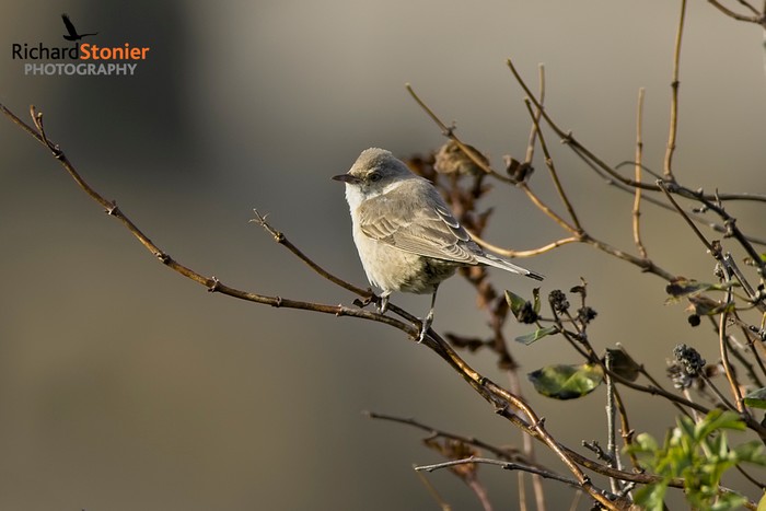 Barred Warbler