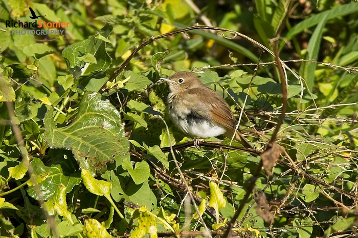 Nightingale