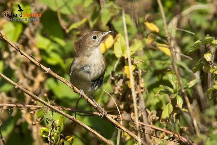 Nightingale