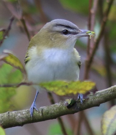 Red-eyed Vireo