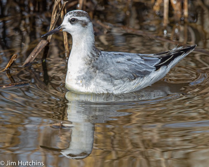 Grey Phalarope