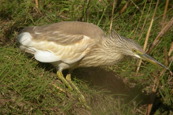 Squacco Heron