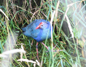 Purple Gallinule