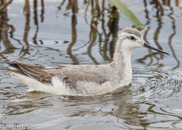 Wilson's Phalarope