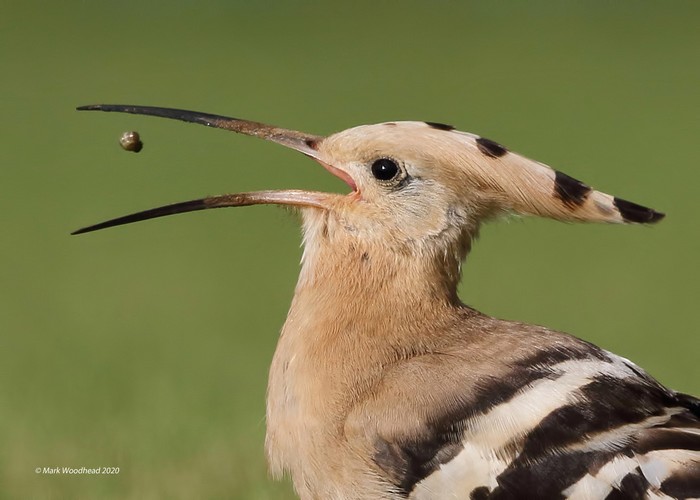 Hoopoe