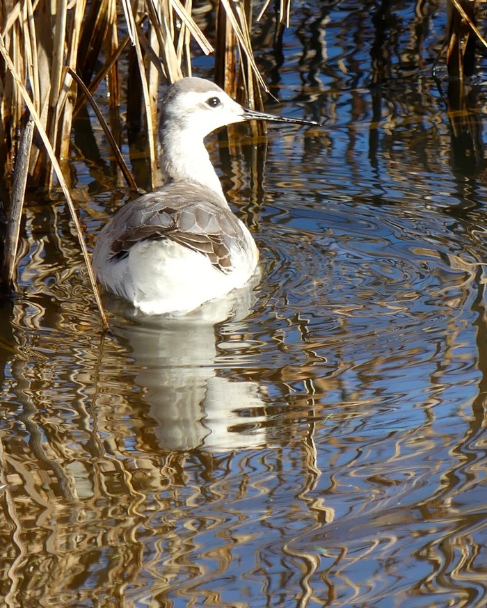 Wilson's Phalarope