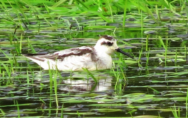 Red-necked Phalarope