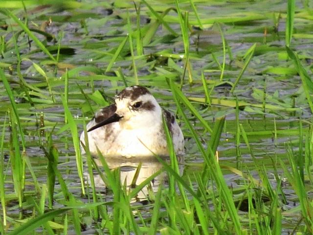 Red-necked Phalarope