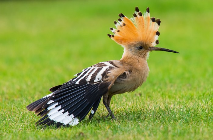 Hoopoe