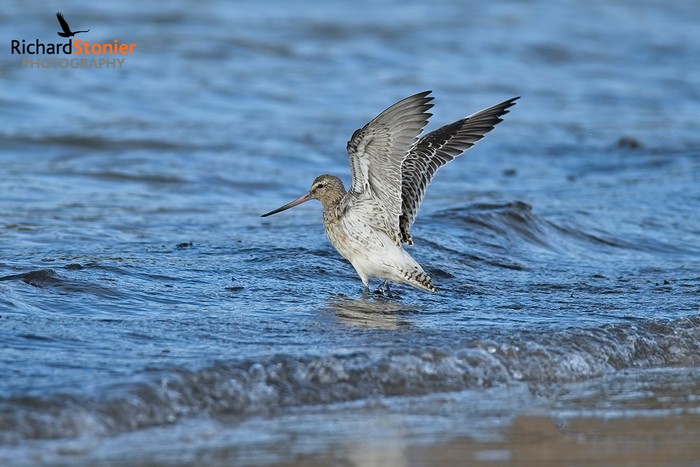 Bar-tailed Godwit