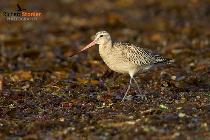 Bar-tailed Godwit